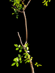 Bursera filicifolia | New World Frankincense Tree | Exact Specimen