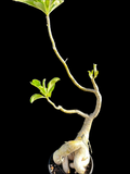 Adenium boehmianum | Rare Desert Rose | HUGE Specimen 1
