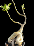 Adenium boehmianum | Rare Desert Rose | HUGE Specimen 1