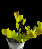 Muscadine Grape | Vitis rotundifolia | Florida Friendly Edible Landscape