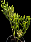Euphorbia alluaudii WHITE Variegated | Exact Large Specimen Shown