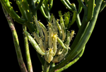 Euphorbia alluaudii WHITE Variegated | Exact Large Specimen Shown
