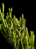 Euphorbia alluaudii WHITE Variegated | Exact Large Specimen Shown