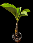 Cyphostemma seitzianum HYBRID Specimen 9 | Rare Caudex Plant