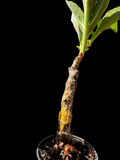 Cyphostemma seitzianum HYBRID Specimen 9 | Rare Caudex Plant
