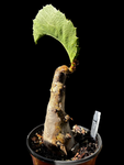 Cyphostemma seitzianum Specimen 11 | Rare Caudex Plant