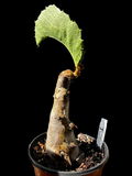 Cyphostemma seitzianum Specimen 11 | Rare Caudex Plant