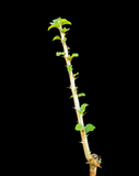 Sesamothamnus busseanus | RARE Caudex Plant | Large Rooted Cutting