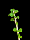 Sesamothamnus busseanus | RARE Caudex Plant | Large Rooted Cutting