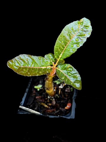 Boswellia nana x popoviana | Seed Grown | Exact Plant