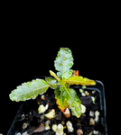 Boswellia popoviana x nana | Seed Grown | Exact Plant