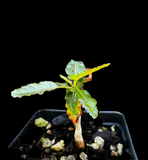 Boswellia popoviana x nana | Seed Grown | Exact Plant