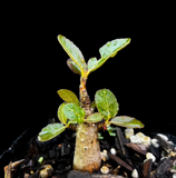 Boswellia Unknown Mystery Hybrid | Seed Grown | Exact Plant