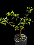 Bursera silvae  | New World Frankincense | Exact Specimen 3