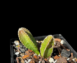 Acanthocereus (Peniocereus) tepalcatepecanus | Caudex Forming Cactus RARE