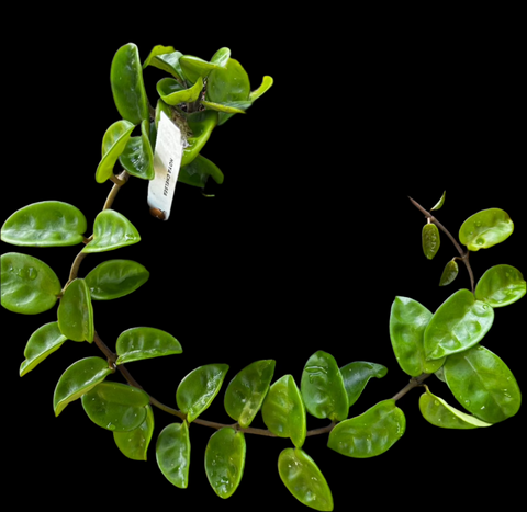 Hoya carnosa Chelsea | Exact Plant Shown | Large Wax Plant