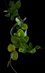 Hoya carnosa | Exact Plant Shown | Large Wax Plant