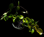 Hoya carnosa | Exact Plant Shown | Large Wax Plant