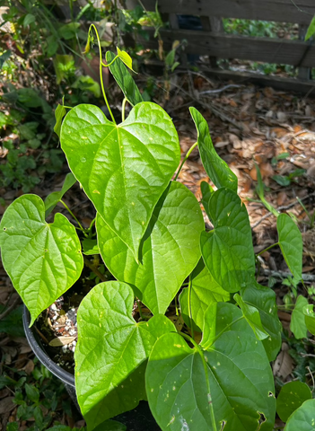 Tinospora cordifolia | Guduchi Plant | Ayahuasca Ceremony Species
