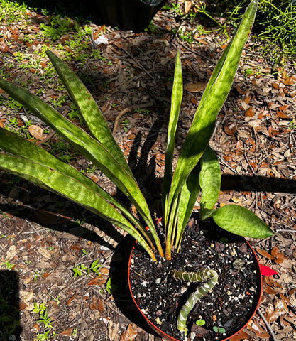 Sansevieria concinna | Orange Petiole | Stock Plant 1