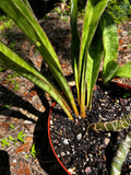 Sansevieria concinna | Orange Petiole | Stock Plant 1