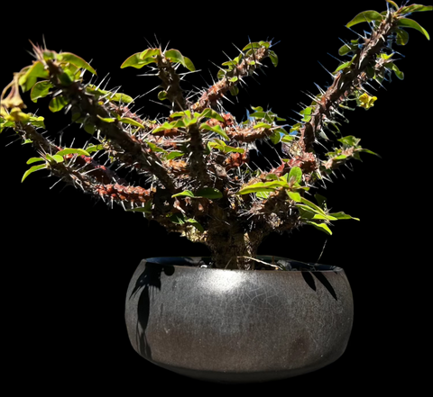 Euphorbia No ID Madagascar | Exact Specimen In Handmade Ceramic Pot