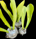 Euphorbia poissonii Triple Pots | Three Plants per Pot