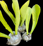 Euphorbia poissonii Triple Pots | Three Plants per Pot