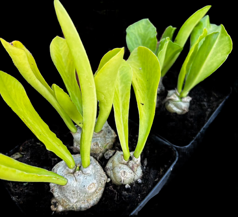 Euphorbia poissonii Triple Pots | Three Plants per Pot