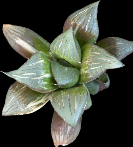 Haworthia splendens Variegated | Exact Plant Shown