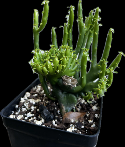 Euphorbia alluaudii Crested Form Specimen 1 | Exact Plant Shown