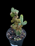 Myrtillocactus geometrizans Crested Form | Stock Breeder Plant | Slight Reversion
