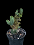 Myrtillocactus geometrizans Crested Form | Stock Breeder Plant | Slight Reversion