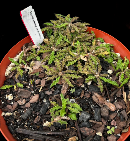 Euphorbia decaryi var robinsonii (spirosticha) Specimen 2 | Madagascar Dwarf Euphorbia