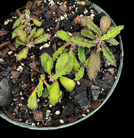 Euphorbia decaryi ssp decaryi Specimen 2 | Madagascar Dwarf Species