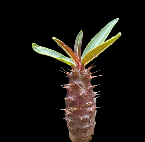 Pachypodium sp No ID | Exact Plant