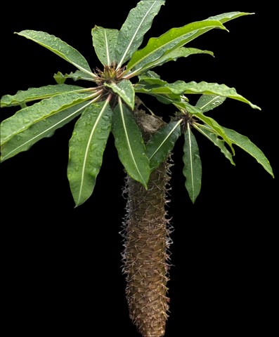 Pachypodium lamerei var ramosum Specimen | Rare Microendemic Madagascar Palm