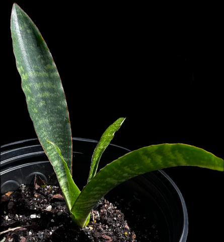 Sansevieria species No ID | Exact Plant Shown | Green Rose ?