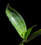 Sansevieria species No ID | Exact Plant Shown | Green Rose ?