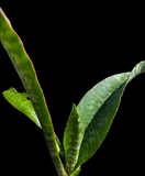 Sansevieria species No ID | Exact Plant Shown | Green Rose ?