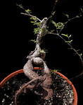 Cyphostemma elephantopus | Exact Seed Grown Specimen