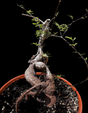 Cyphostemma elephantopus | Exact Seed Grown Specimen