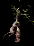 Cyphostemma elephantopus | Exact Seed Grown Specimen