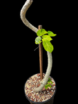 Cynanchum pachycladon | Large Leaf Cynanchum/Sarcostemma | 1 Gallon