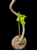 Cynanchum pachycladon | Large Leaf Cynanchum/Sarcostemma | 1 Gallon
