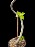 Cynanchum pachycladon | Large Leaf Cynanchum/Sarcostemma | 1 Gallon