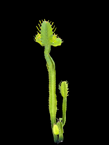 Euphorbia ingens | Largest African Euphorbia | Exact Large Plant