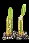 Trichocereus pachanoi | San Pedro Cactus | Corky Grafting Stock Plants