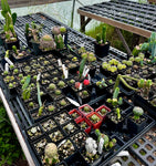 Cactus ~ All Entire Remaining Inventory | Many Plants ~ Great Deal ~ Wholesale Bulk