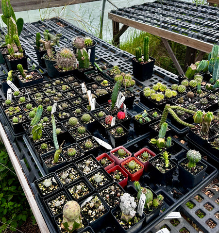 Cactus ~ All Entire Remaining Inventory | Many Plants ~ Great Deal ~ Wholesale Bulk